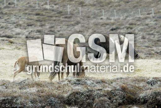 Islandpferde (34 von 50).jpg